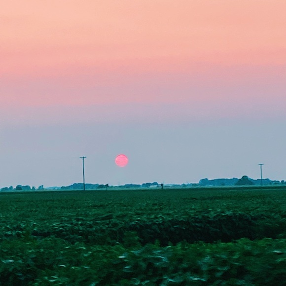 Meet your Posher, Lily - Picture 1 of 1